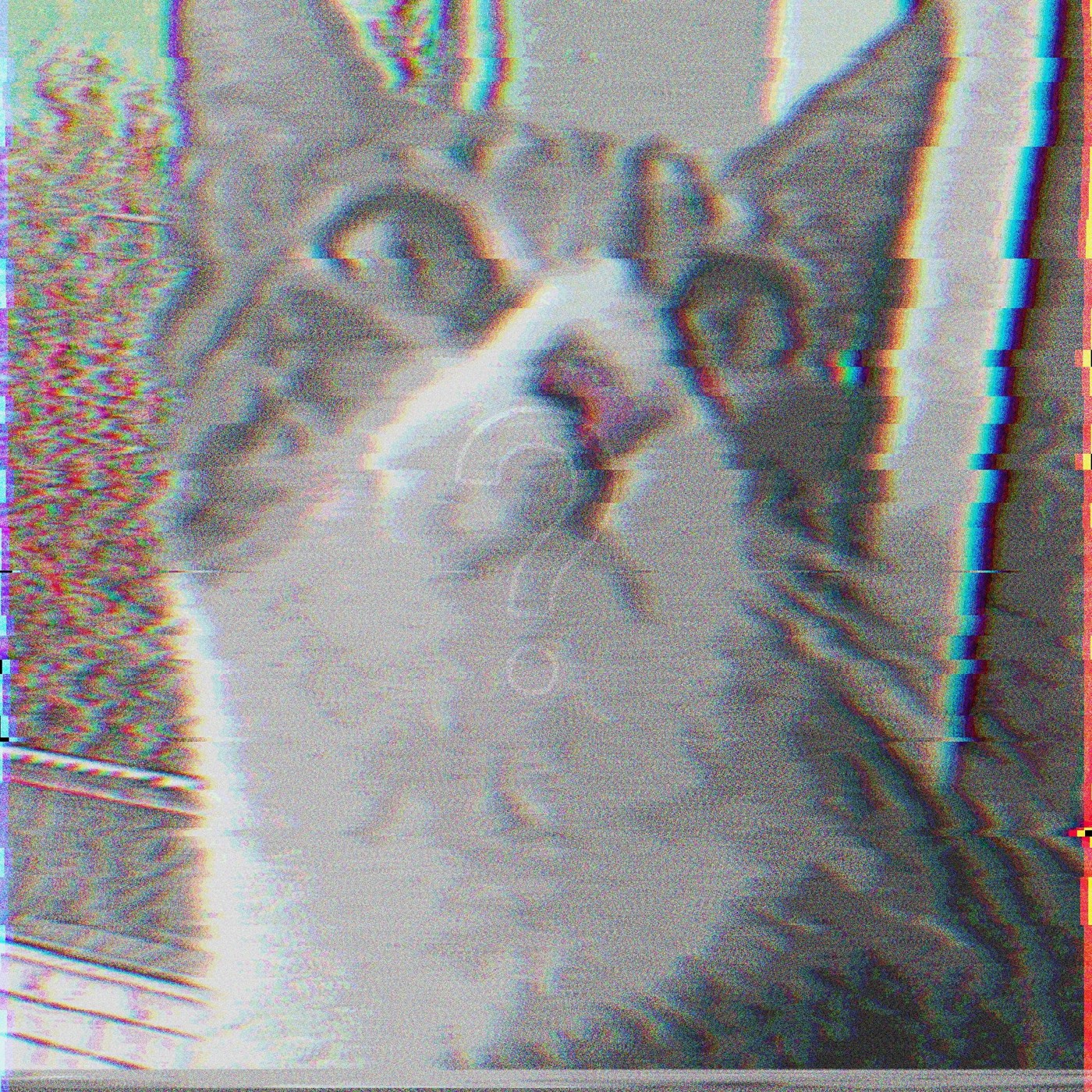 chilly-somnus-cat